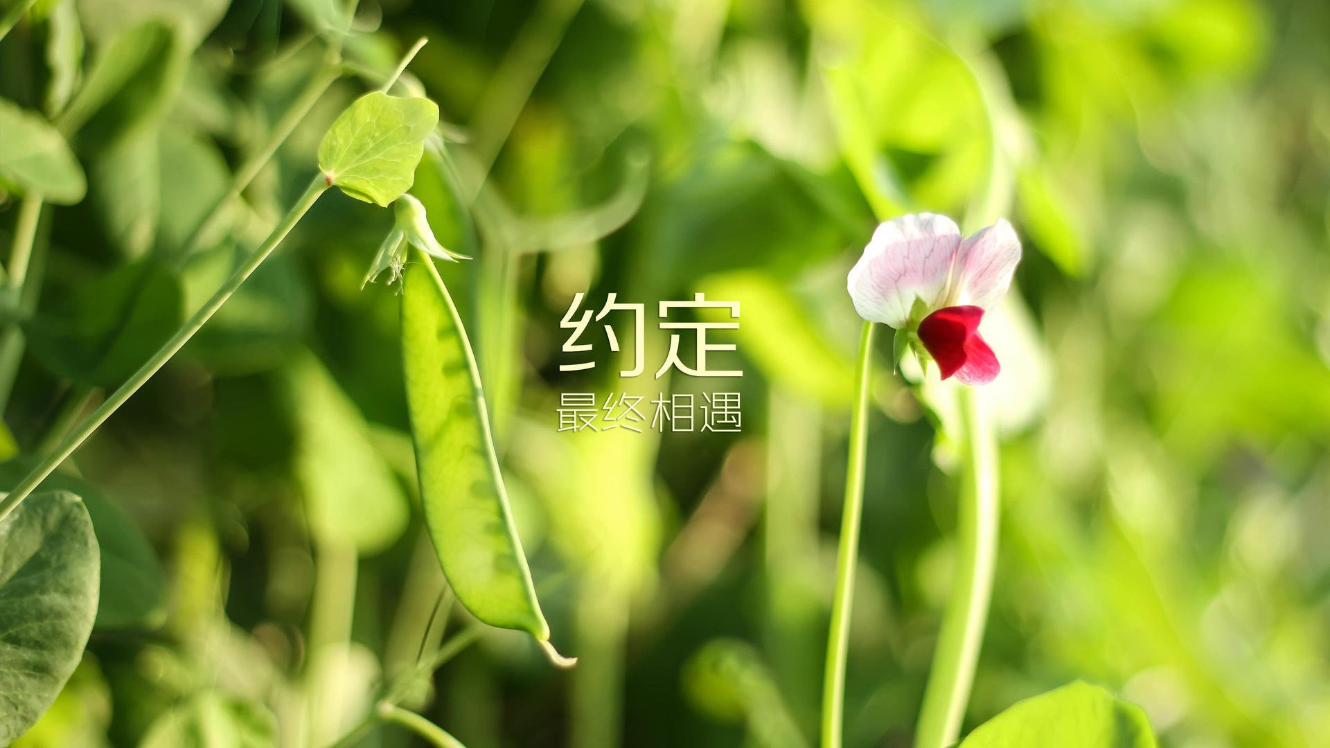 im体育官网-格拉纳达击败瓦伦西亚，豪取四连胜，格纳拉达对埃瓦尔