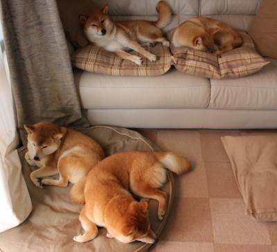 im体育电脑版-运动员健康管理平台实现大规模应用，提升运动安全水平，运动员综合管理系统