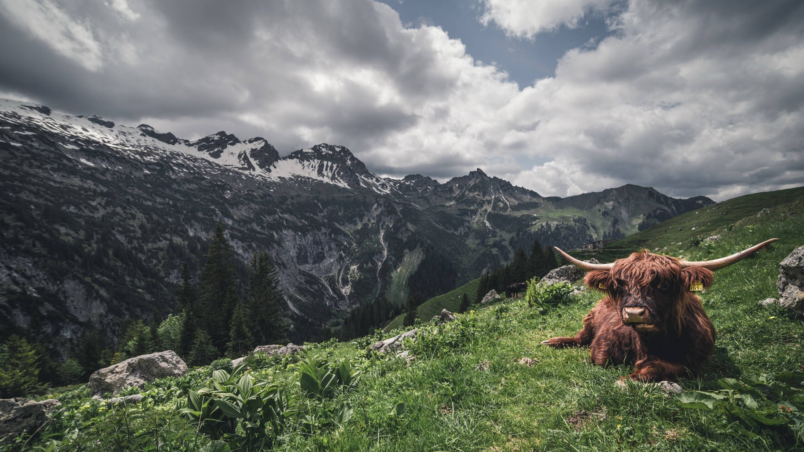 im电竞官方版-阿莱克西晋级决赛引全美热议，阿莱克西·莱霍