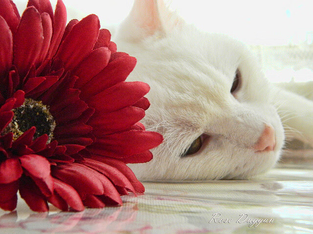 马拉维男篮在非洲锦标赛中夺冠，创造历史新高，马拉维非洲杯